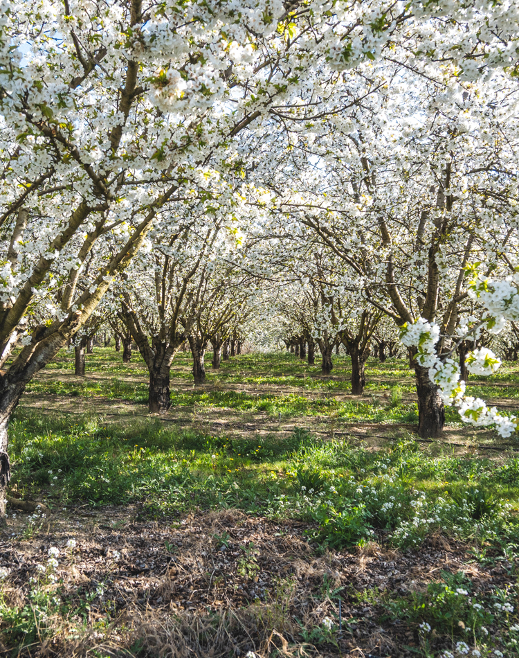 Champs de cerisier